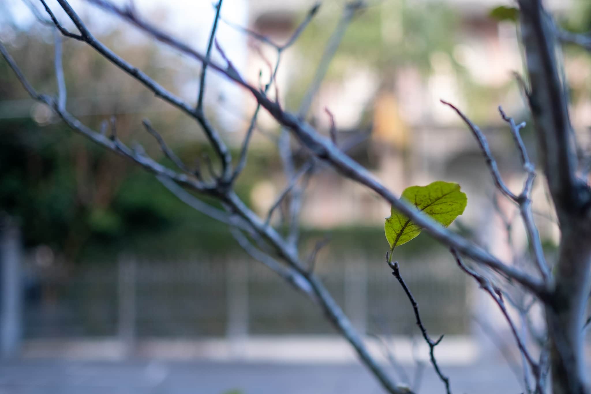 
  Photo 1 of 26 in New Orleans