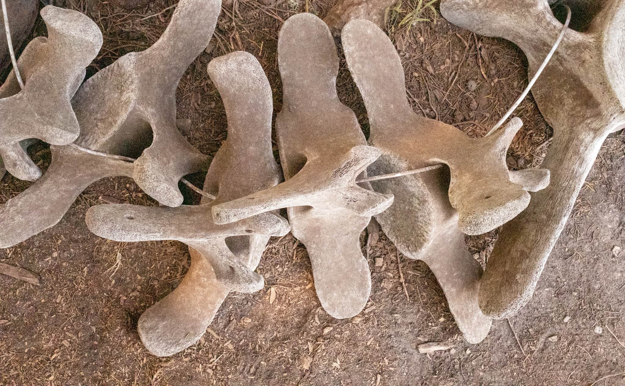 
  Photo 1 of 23 in California Road Trip