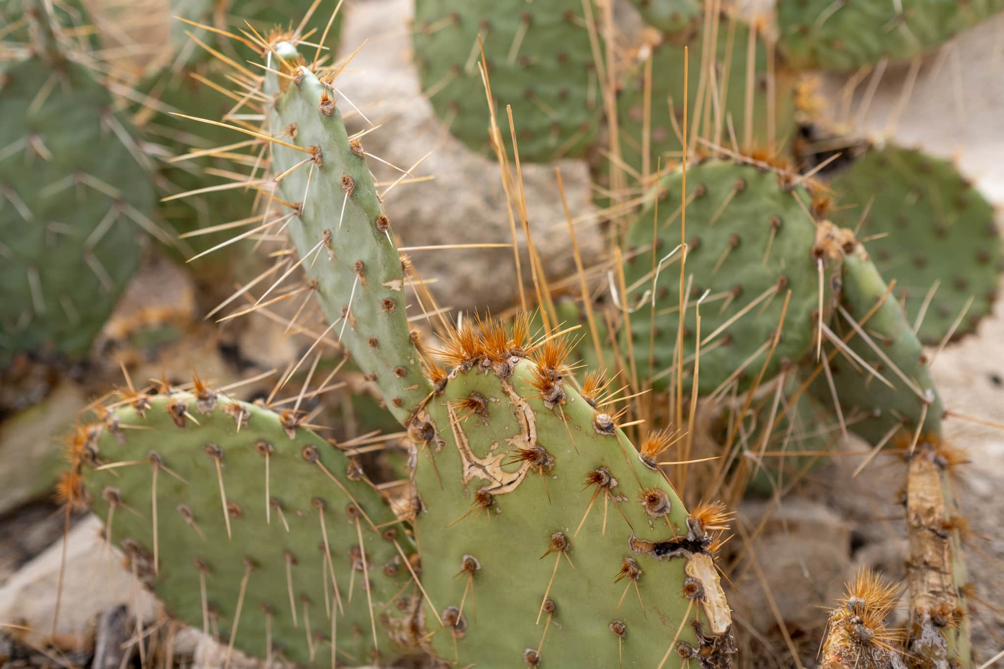 
  Photo 1 of 23 in California Road Trip