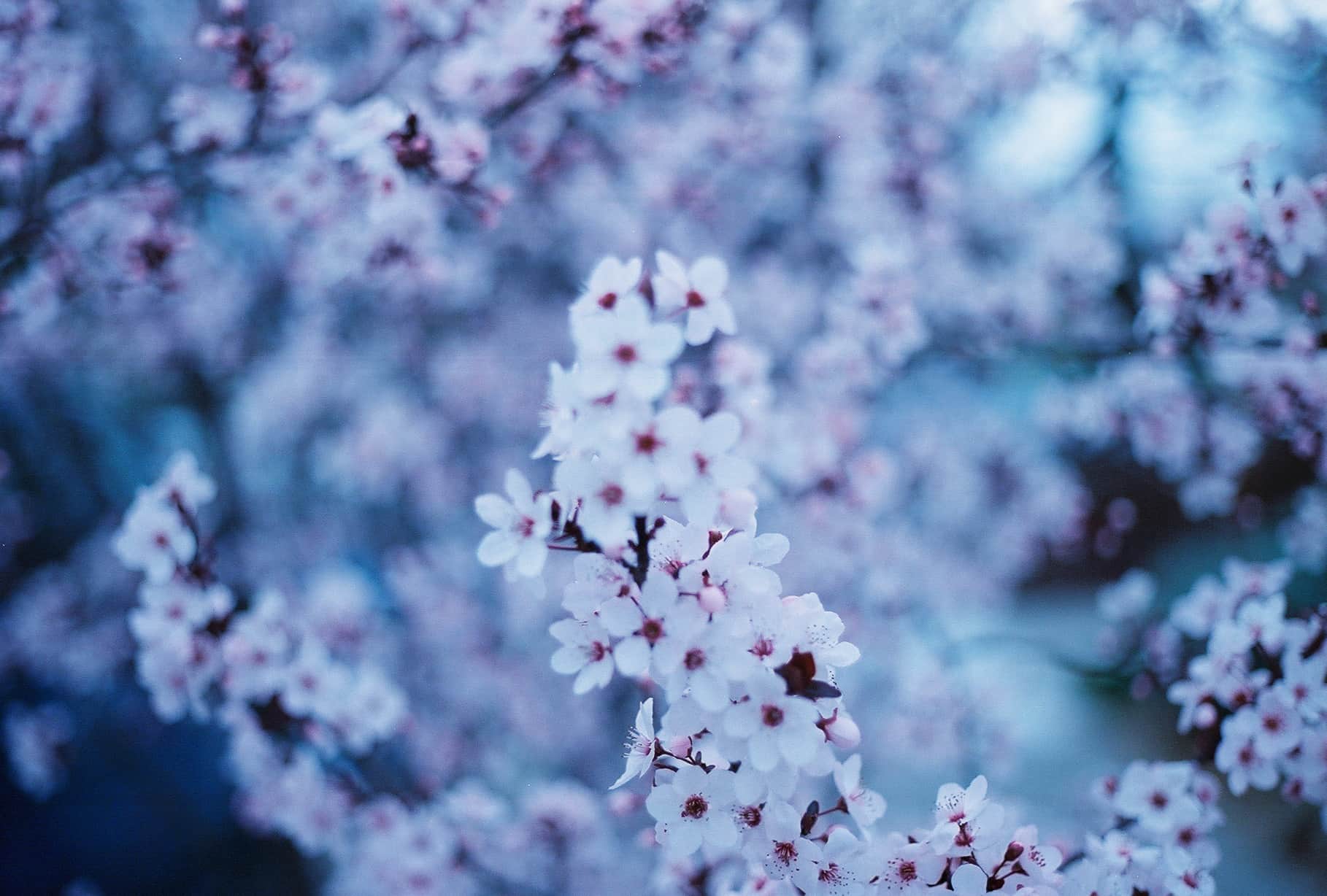 
  Photo 1 of 26 in Redwood City