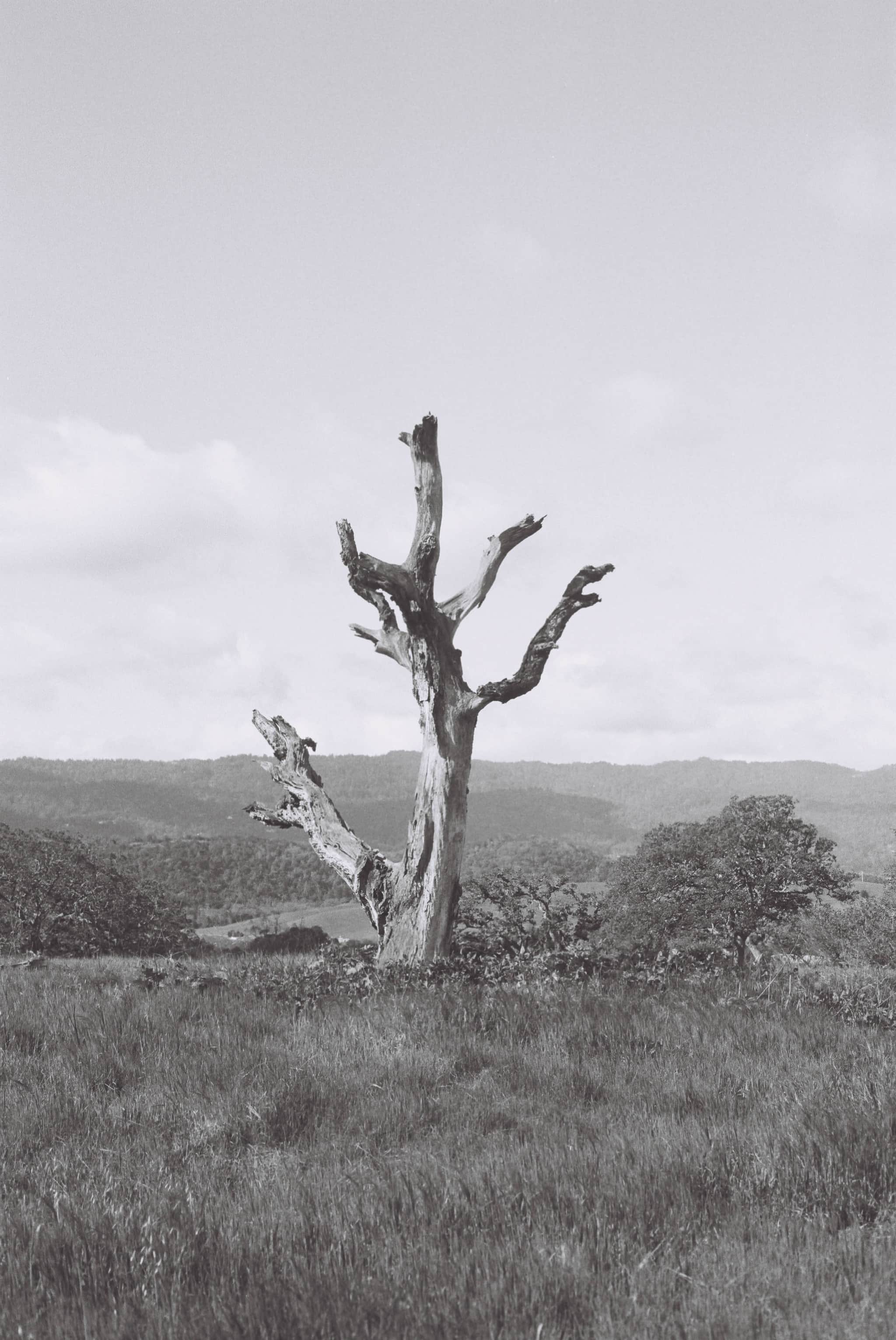 
  Photo 1 of 27 in The Dish