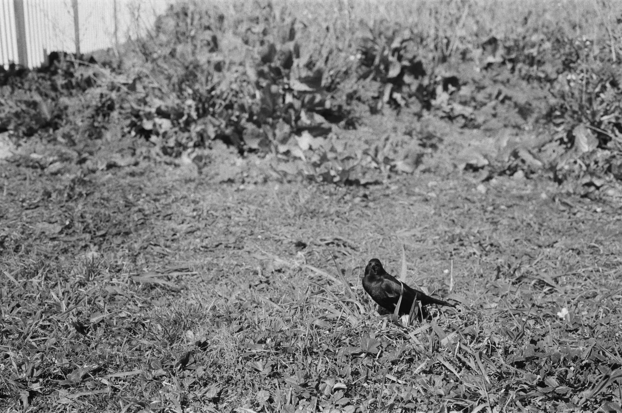 
  Photo 1 of 15 in Pigeon Point