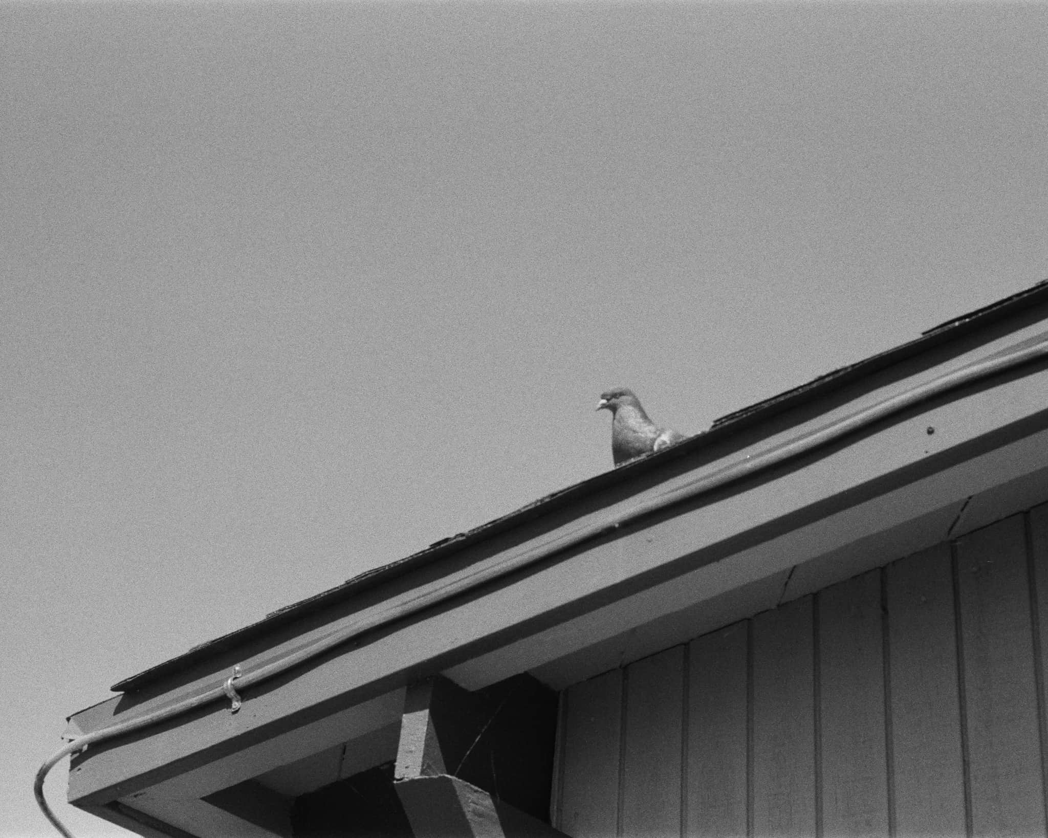 
  Photo 1 of 15 in Pigeon Point