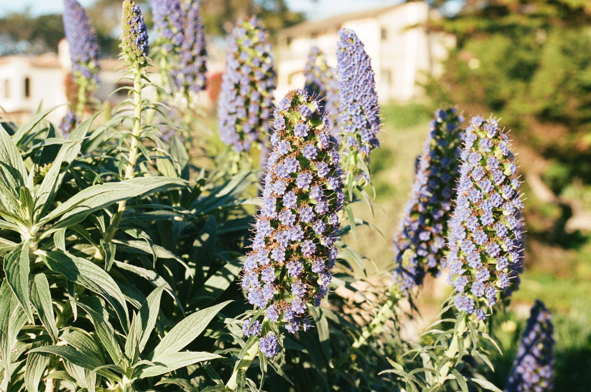 
  Photo 1 of 33 in Carmel