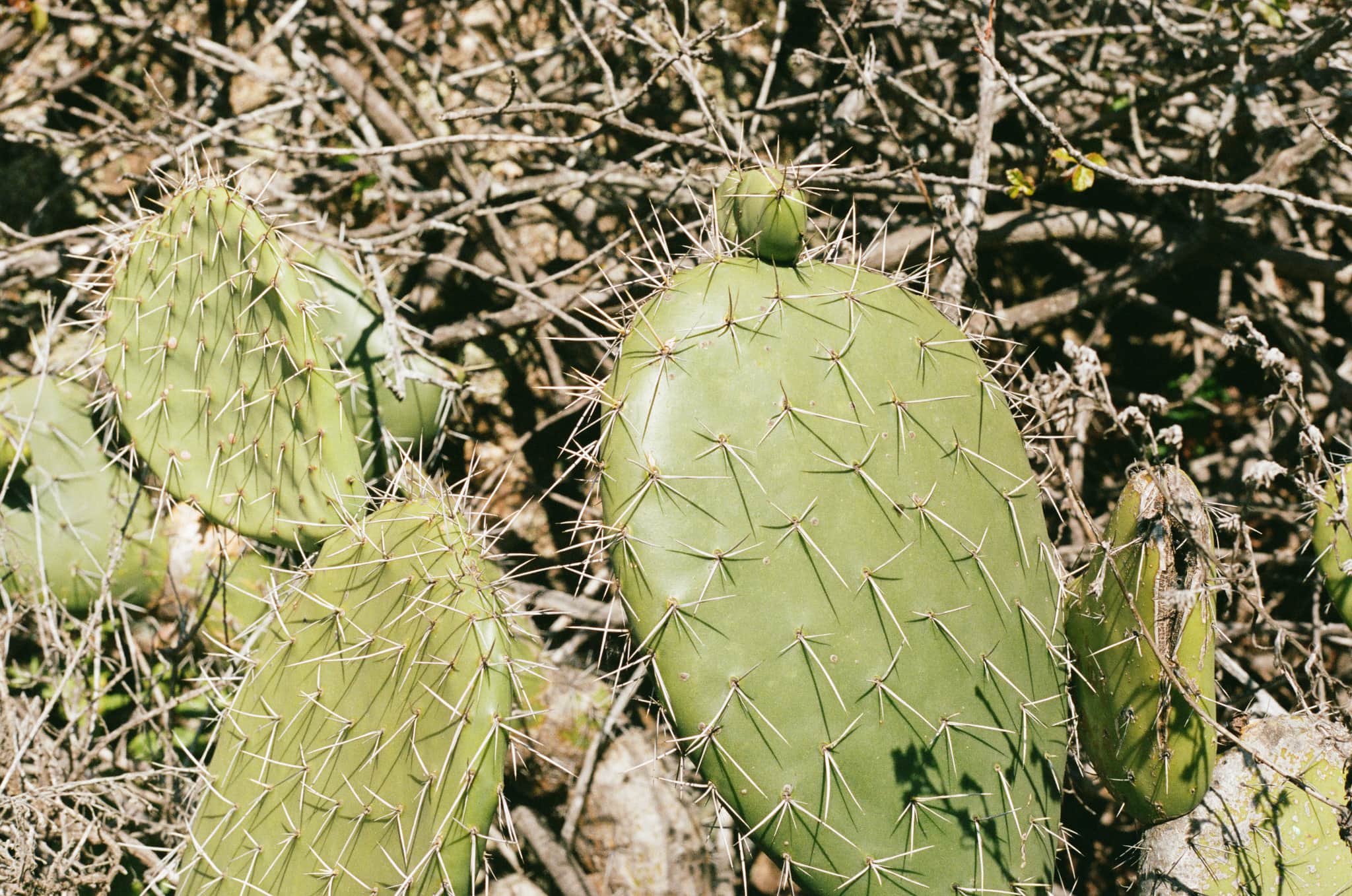 
  Photo 1 of 33 in Carmel