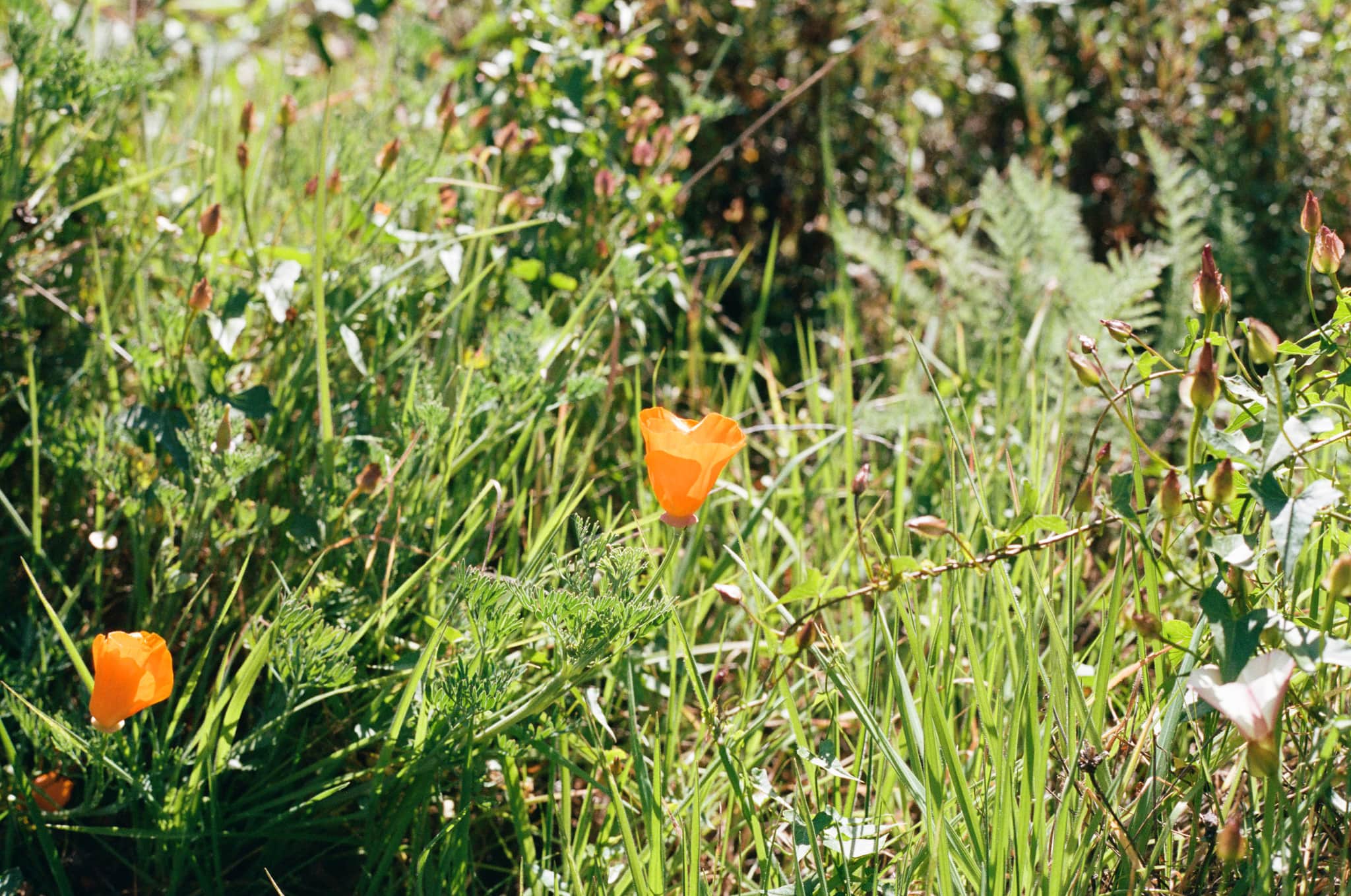 
  Photo 1 of 33 in Carmel