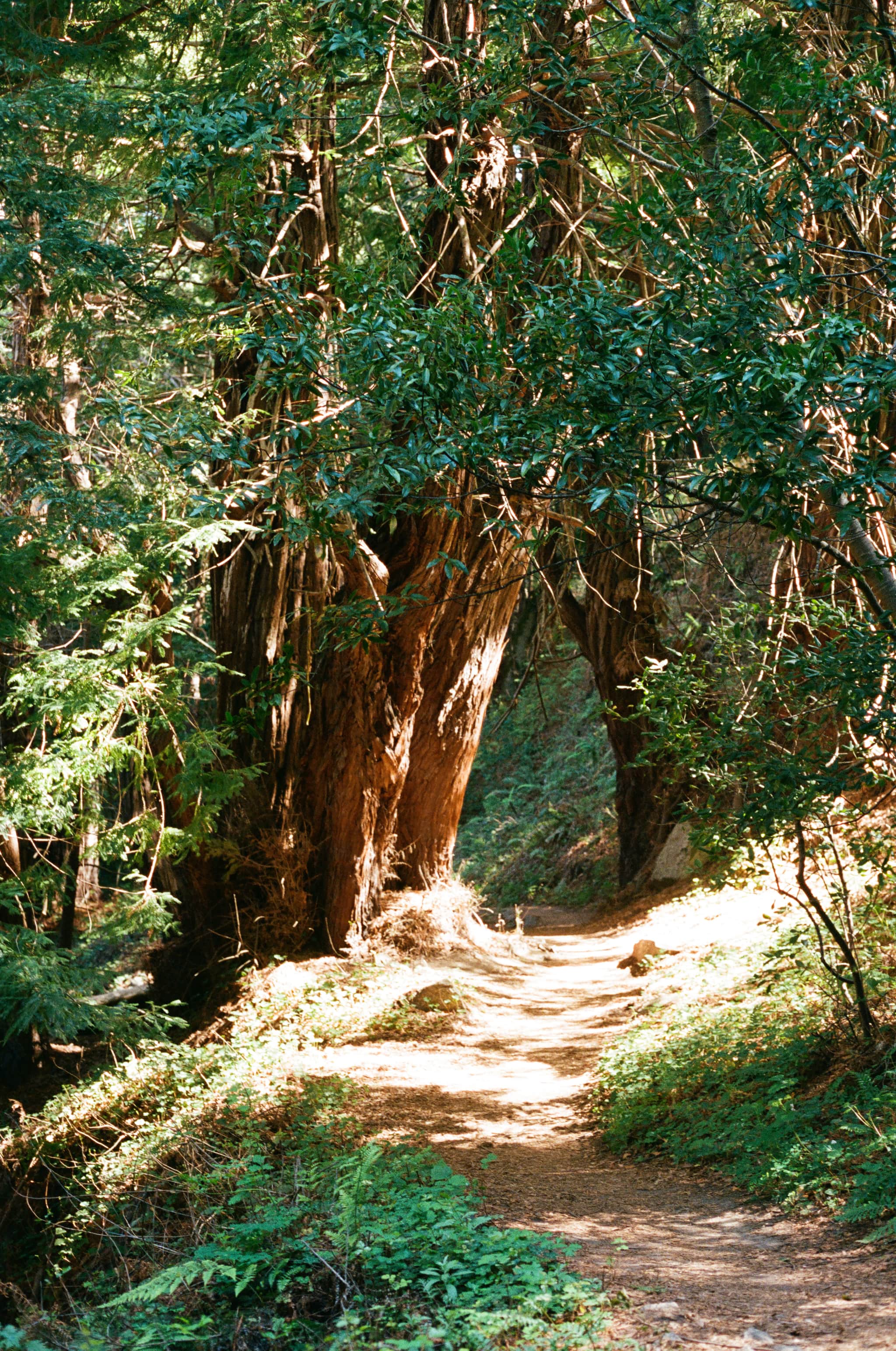 
  Photo 1 of 33 in Carmel