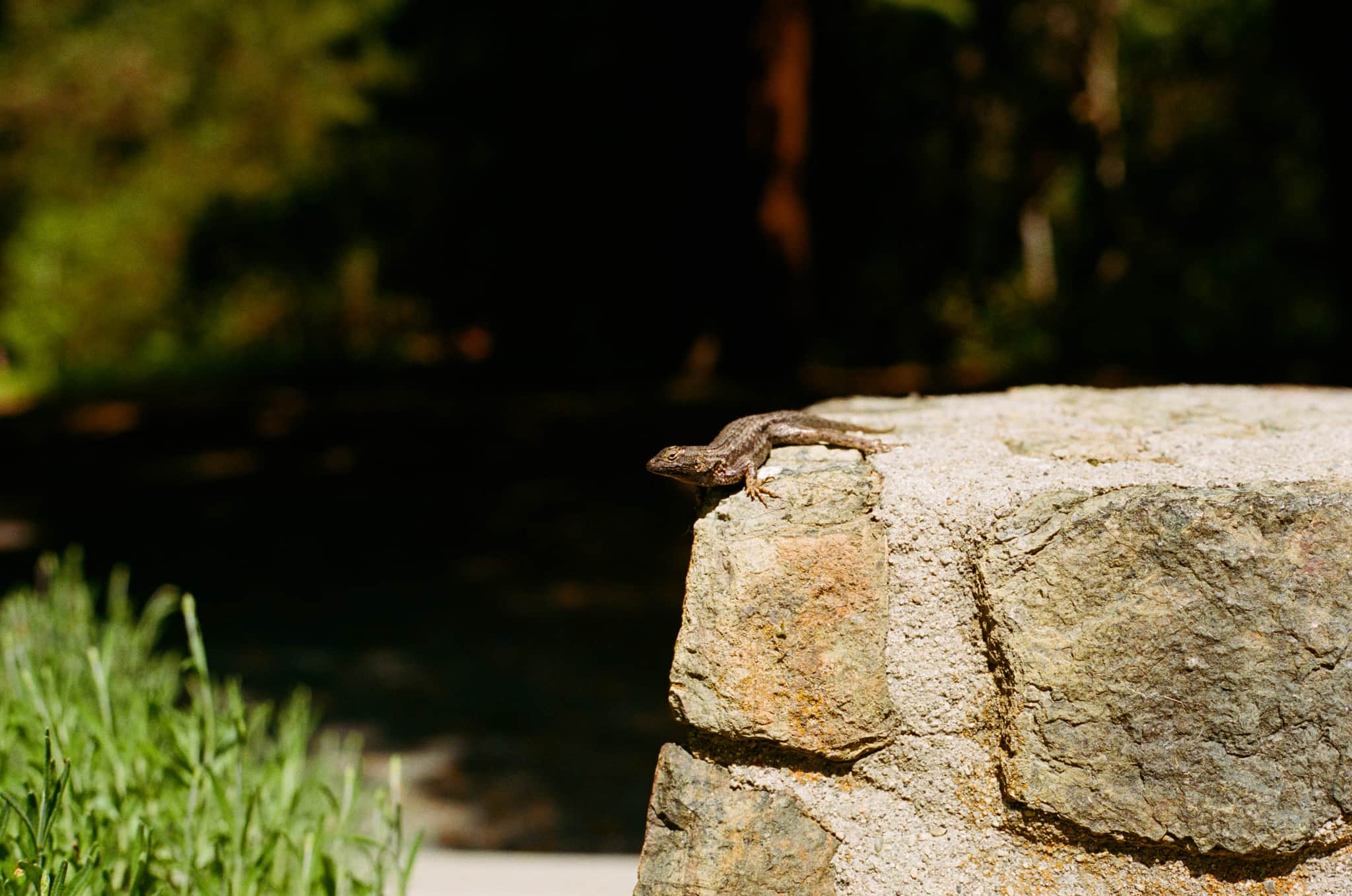 
  Photo 1 of 11 in Pulgas Water Temple